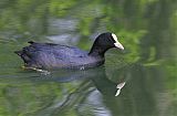 Eurasian Coot